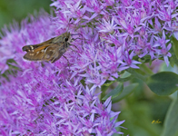 Zabulon Skipper prov 6393